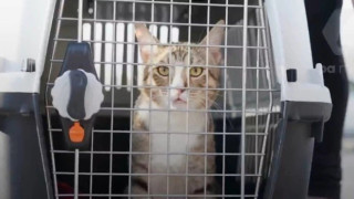 Παγκόσμιο Κύπελλο 2022: Παίκτες της Αγγλίας υιοθέτησαν μια γάτα πριν αποχωρήσουν από το Κατάρ