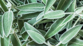 Το αντικαρκινικό βότανο που αφθονεί στην Κρήτη