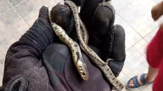 Μοναδική ανακάλυψη: Τα θηλυκά φίδια έχουν κλειτορίδα!