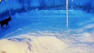 Απίστευτο: Βίντεο απαθανάτισε τη στιγμή που τεράστιο ελάφι χάνει τα κέρατά του