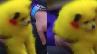 Ανεγκέφαλος έβαψε το σκυλί του κίτρινο για να μοιάζει με τον Πίκατσου