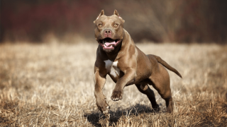 Μαρτυρικός θάνατος για 7χρονη: Την κατασπάραξε πίτμπουλ την ώρα που έπαιζε