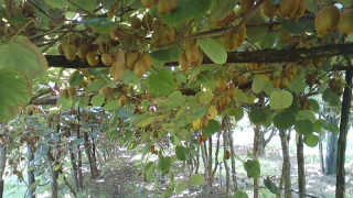 12 εκ. ευρώ  η ζημιά από… Ρωσία στην Αν. Μακεδονία – Θράκη