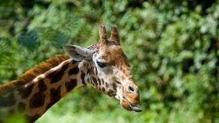 Ο ζωολογικός κήπος του Άρνεμ (photos-videos)