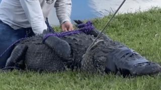 Σοκαριστικό βίντεο: Η θανατηφόρα επίθεση αλιγάτορα σε 85χρονη στη Φλόριντα