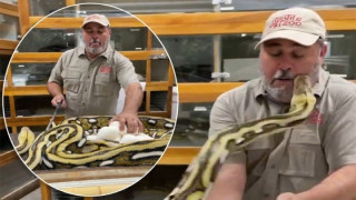 Σοκαριστικό βίντεο: Φίδι επιτίθεται και δαγκώνει στο πρόσωπο άντρα που πειράζει τα αυγά του