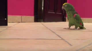 O πιο σατανικός παπαγάλος ever! (video)