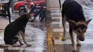 Συγκινητικό: Πώς ένα βίντεο στο TikTok βοήθησε μια γυναίκα να βρει τον σκύλο της που είχε χάσει 8 μήνες πριν