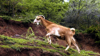 Οι κτηνοτρόφοι αντιδρούν για το «καλάθι του Πάσχα»