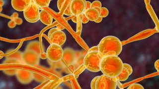 Νοσοκομεία: «Καμπανάκι» για τον μύκητα Candida Auris-Πεθαίνουν 6 στους 10 ασθενείς!