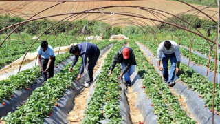 Κενές θέσεις εργασίας: 167.925 μετακλήσεις εργαζομένων από τρίτες χώρες - Η κατανομή των θέσεων ανά κλάδο