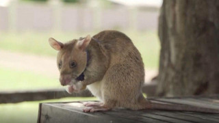 Η Νέα Υόρκη έχει πρόβλημα με τα ποντίκια και ψάχνει τη λύση στην Ελλάδα