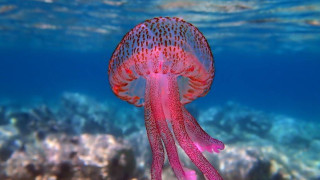 Μωβ μέδουσες: Εμφανίστηκαν και πάλι στις ελληνικές θάλασσες