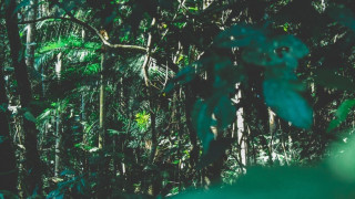 Αυτό το ζώο σκοτώνει τους περισσότερους ανθρώπους κάθε χρόνο