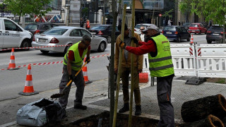 Αναβαθμίζεται το πράσινο στον άξονα της Τσιμισκή – Νέα δέντρα στη θέση των άρρωστων και επικίνδυνων φτελιών