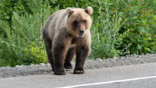 Στρατός εναντίον... αρκούδων!