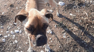 Ηλεία : Ακραία υποσιτισμένος σκύλος - «Είναι ένα βήμα πριν το κώμα»