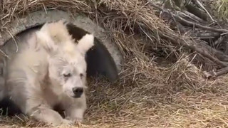 Αρκούδα: Βγαίνει από χειμερία νάρκη, όπως ξυπνάμε εμείς… τη Δευτέρα