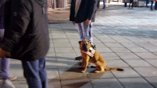 Έλεγχος ασφαλείας από εκπαιδευμένο σκύλο στην Τούμπα! (Video)