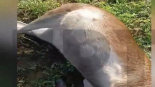 Ρόδο: Σοκ και αποτροπιασμός-Πυροβόλησαν και σκότωσαν τρία ελάφια