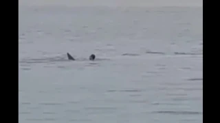 Σοκαριστικό βίντεο: Η στιγμή που ένας καρχαρίας αρπάζει παραθεριστή σε θέρετρο της Αιγύπτου