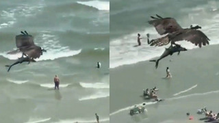 Γυπαετός στην Κρήτη βούτηξε για να πιάσει ψάρια και παραλίγο να πνιγεί