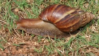 Συναγερμός για τεράστια σαλιγκάρια στη Φλόριντα: Τρώνε από κάδους μέχρι πινακίδες (vid)