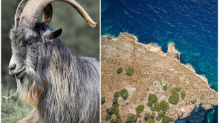 Τα τουρκικά ΜΜΕ κατηγορούν την Ελλάδα για «εποικισμό» βραχονησίδων με... κατσίκες