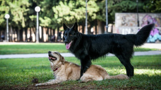 Οικογένεια δισεκατομμυριούχων ζητά νταντά σκύλων με μισθό 127.000 δολάρια