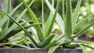 Αλόη Βέρα: Στη λίστα του ΠΟΥ με τις πιθανώς καρκινογόνες ουσίες