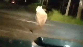 Αρκούδα... βόλταρε σε κεντρικές πλατείες της Φλώρινας, εκεί που παίζουνε παιδιά