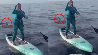 Γυναίκα έκανε SUP δίπλα σε καρχαρία 500 κιλών