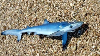 Έβρος: Εντοπίστηκε γαλάζιος καρχαρίας σε παραλία της Νέας Χιλής