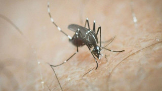 Ιός του Δυτικού Νείλου: Τρία κρούσματα στη χώρα ανακοίνωσε ο ΕΟΔΥ