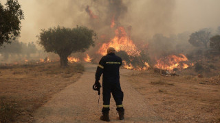 Αλεξανδρούπολη: Οι αποκαρδιωτικές εικόνες από το Δάσος της Δαδιάς