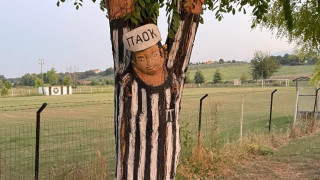 «Έντυσαν» και τα δέντρα... ΠΑΟΚ στον Κάτω Άγιο Ιωάννη Πιερίας