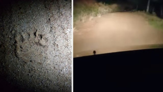 Χαλκιδική: Αρκούδα κυκλοφορεί ανενόχλητη στον Ταξιάρχη