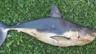 Ψάρι 500 κιλών διασταύρωσης σολομού - καρχαρία βρέθηκε στις ΗΠΑ