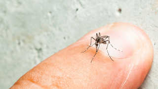 Κουνούπια: Αυτά τα 7 πράγματα σε κάνουν «γλυκοαίματο» - Γιατί τσιμπάνε εσένα και όχι τον διπλανό σου