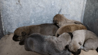 Χαλκιδική: Έβαλε σε τσουβάλι κουτάβια και τα πέταξε σε δρόμο για να τα πατήσουν αυτοκίνητα