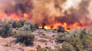Μουστακίδης για τη φωτιά στην Αλεξανδρούπολη: «Από χθες το βράδυ βρέχει στάχτες, είναι πολύ δύσκολη η κατάσταση»