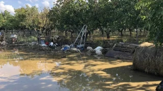 Θεσσαλία: Πάνω από 2.500 νεκρά ζώα σε Καρδίτσα, Ριζόμυλο και Στεφανοβίκειο