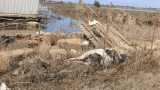 Οργή στον Παλαμά: «Θα πετάξουμε τα νεκρά ζώα μπροστά στη Βουλή»