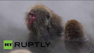 Πίθηκοι κάνουν spa!! (video)