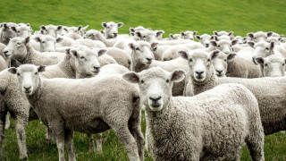 Ευλογιά των προβάτων: Τι ισχύει για γάλα και κρέας, ποια είναι τα συμπτώματα στα ζώα