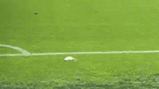 Δανία: Οι οπαδοί της Μπρόντμπι πέταξαν νεκρούς αρουραίους στον αγώνα με την Κοπεγχάγη