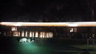 Αγριογούρουνα μπήκαν στο νέο προπονητικό κέντρο της Φιορεντίνα