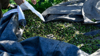 Ισπανία: Ληστεία με λεία 74 τόνους ελιές – «Σαν... κοσμήματα»