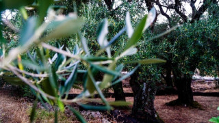 Δήμος Θεσσαλονίκης:  510 νέες δενδροφυτεύσεις στις 10 πρώτες μέρες της φυτευτικής περιόδου!
