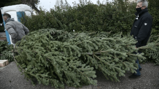 Χριστουγεννιάτικα δέντρα: Οι τιμές και η επάρκεια της παραγωγής
